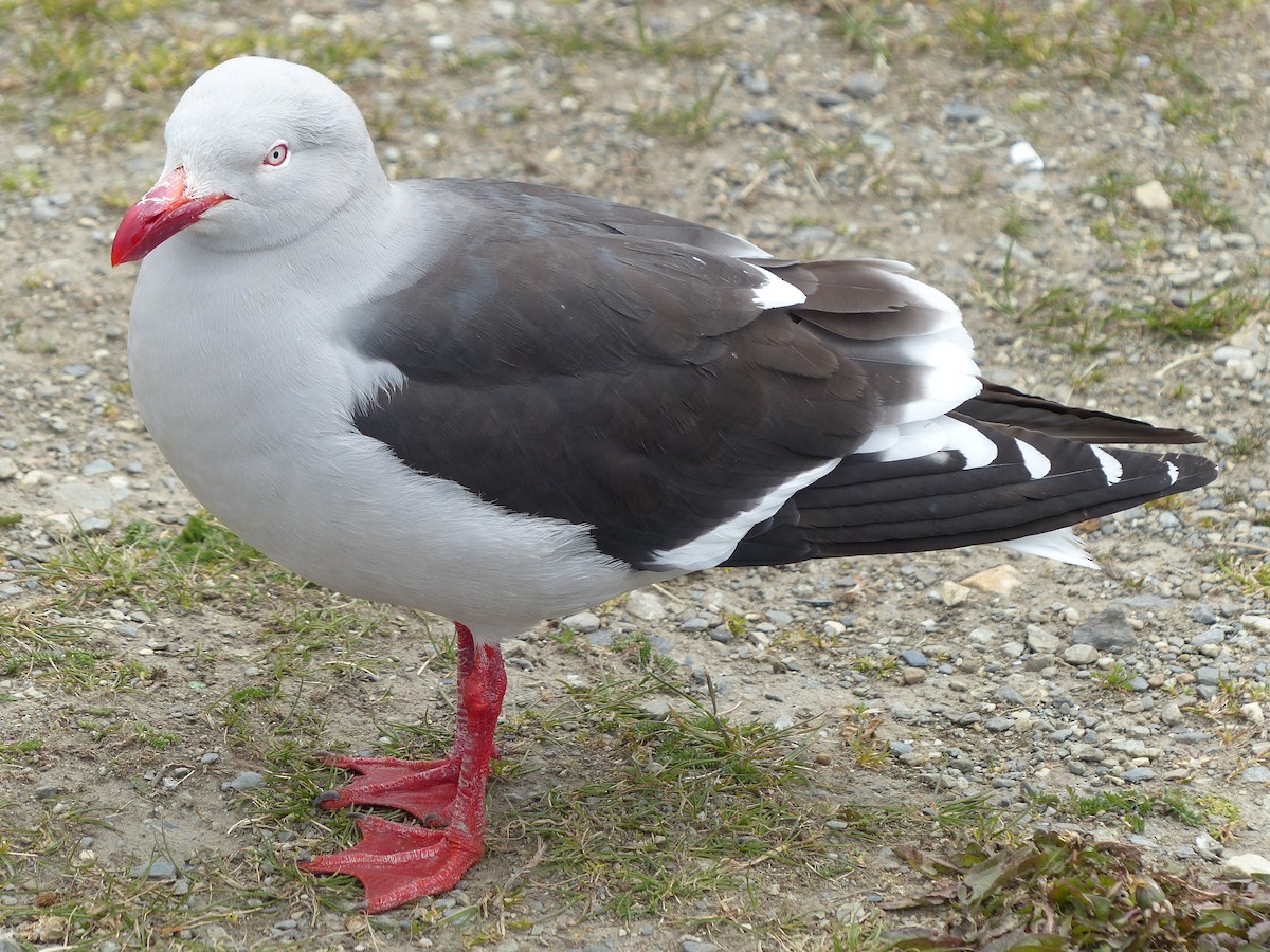 Dolphin Gull - ML645750982