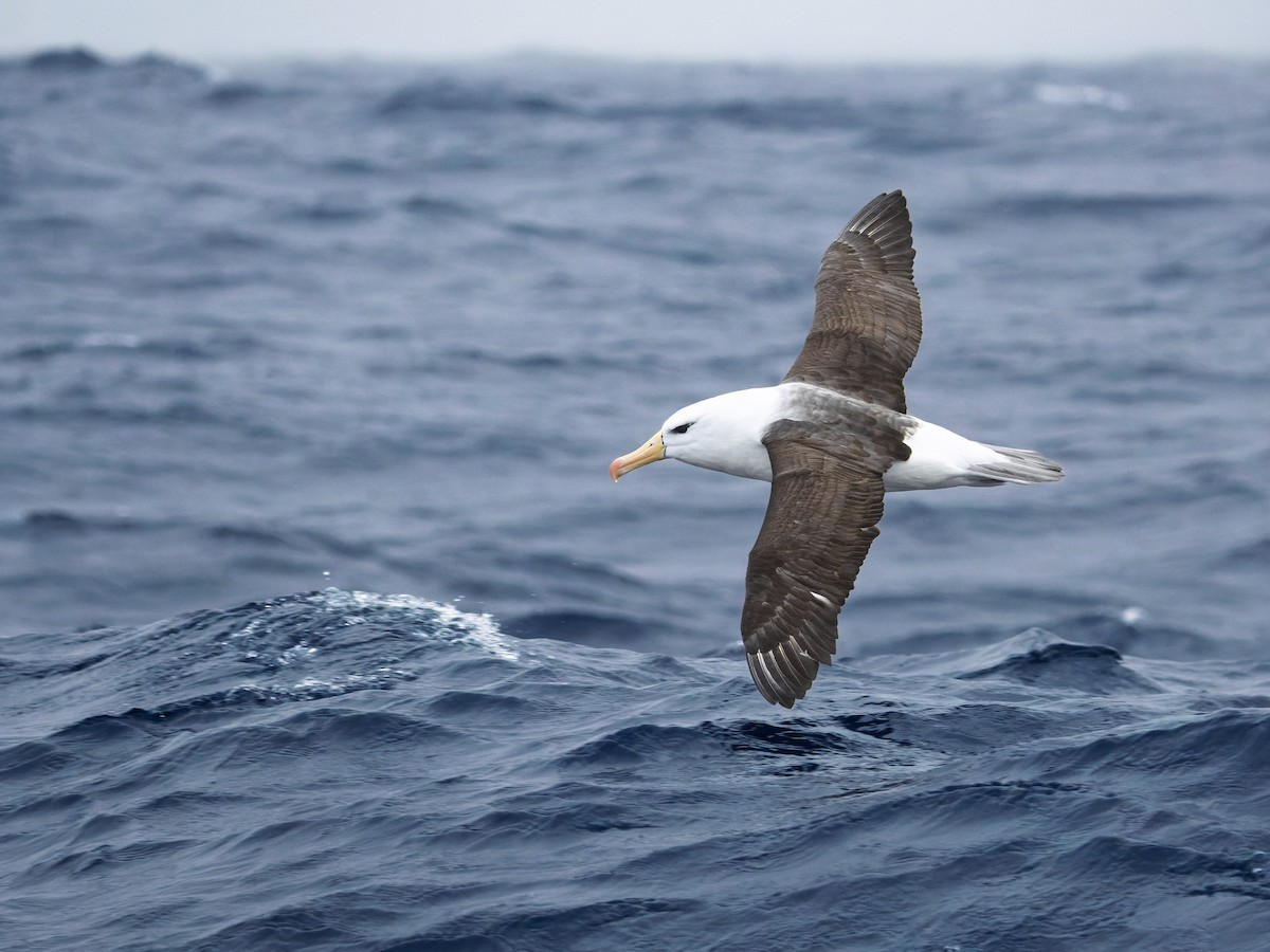 Black-browed Albatross (Black-browed) - ML645750987