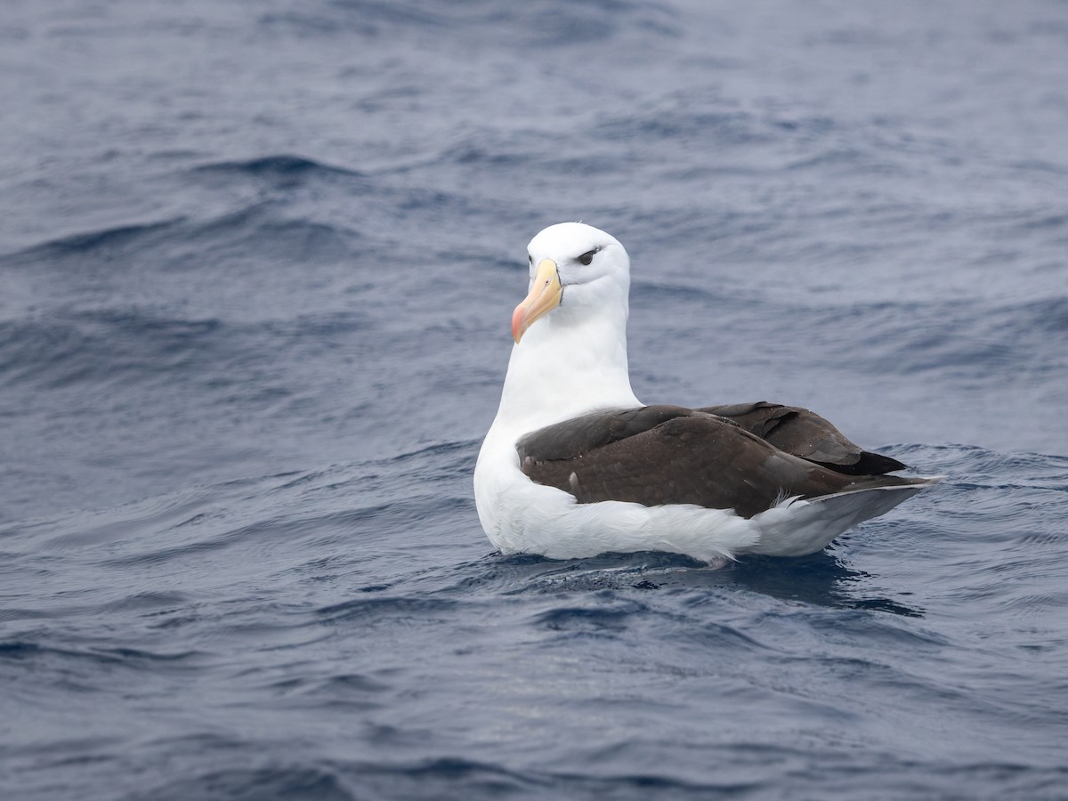 Black-browed Albatross (Black-browed) - ML645750988