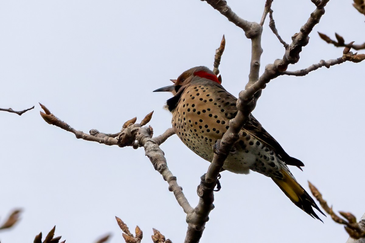 Northern Flicker (Yellow-shafted) - ML645750989