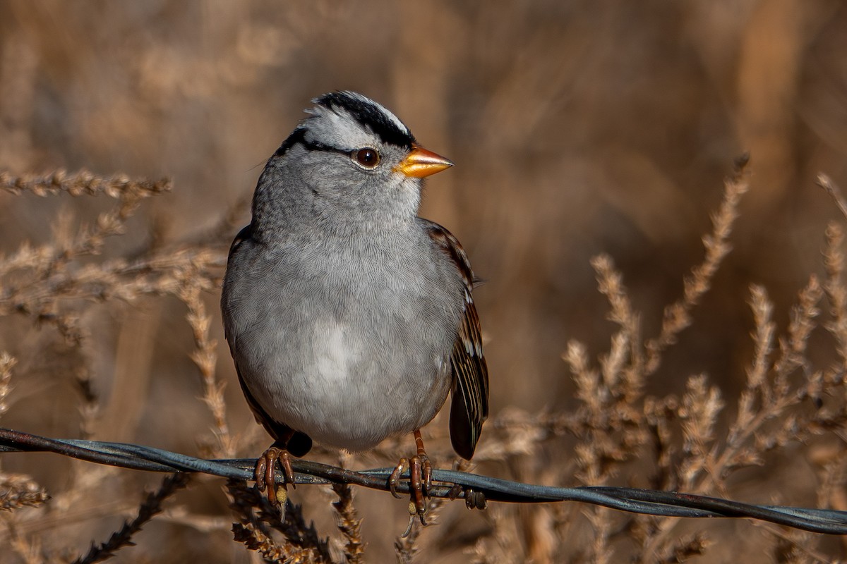 strnadec bělopásý (ssp. gambelii) - ML645750997