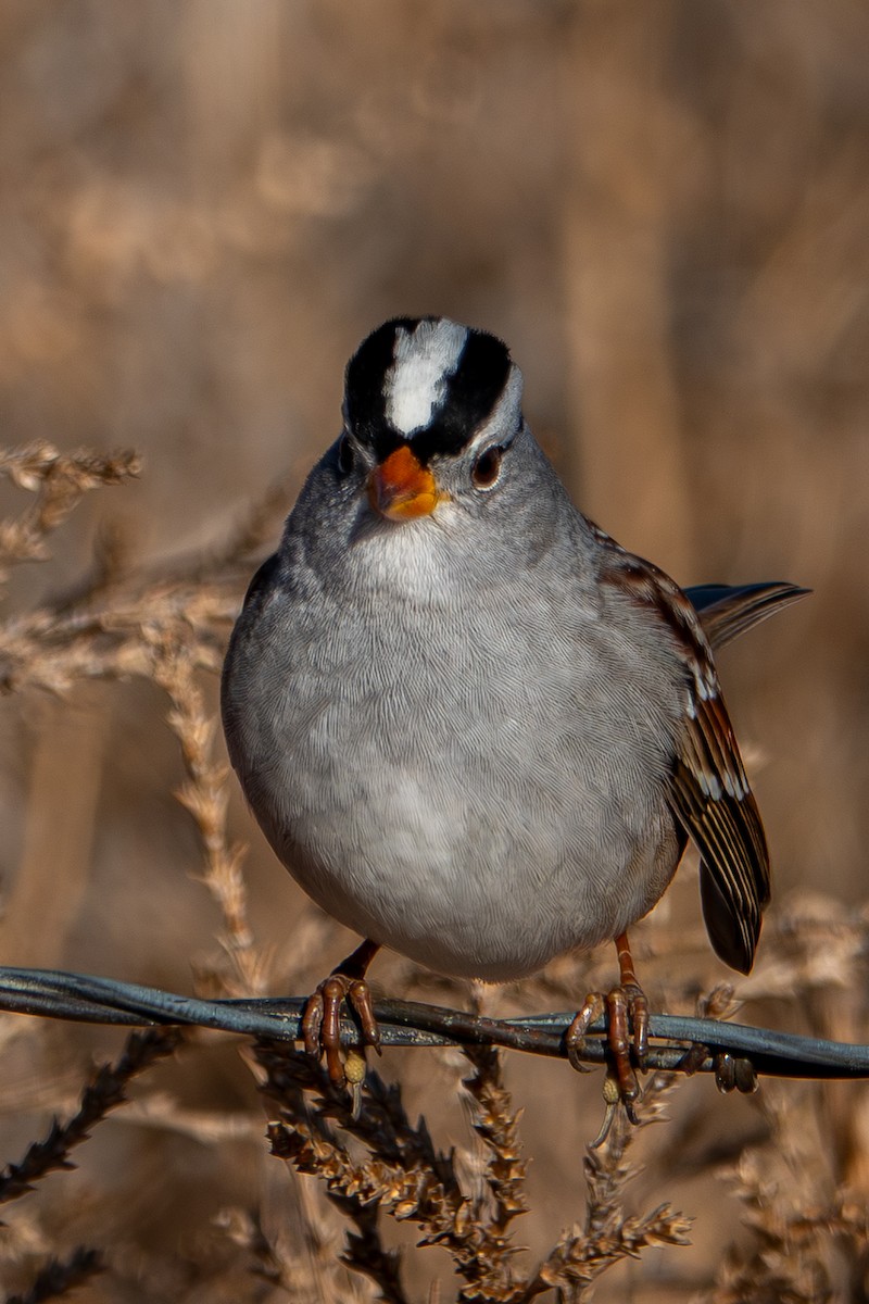 strnadec bělopásý (ssp. gambelii) - ML645750998