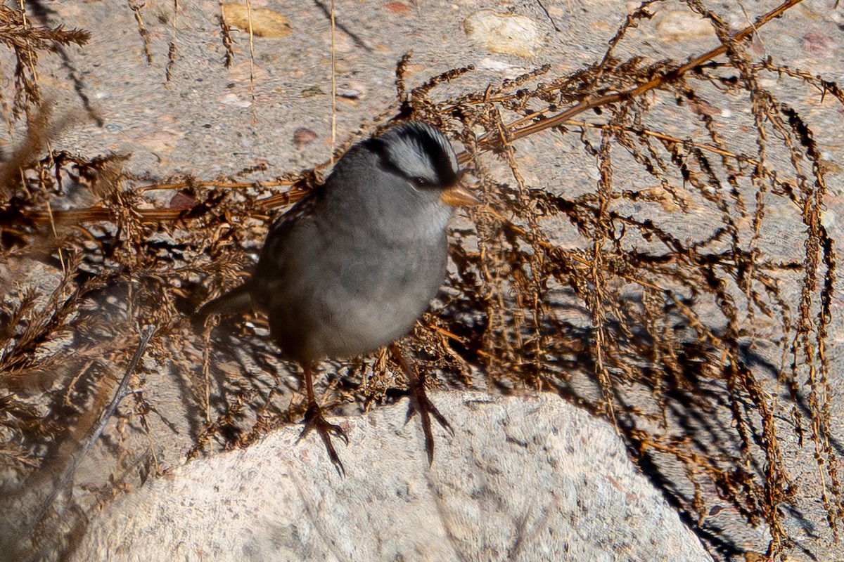 strnadec bělopásý (ssp. leucophrys/oriantha) - ML645751003