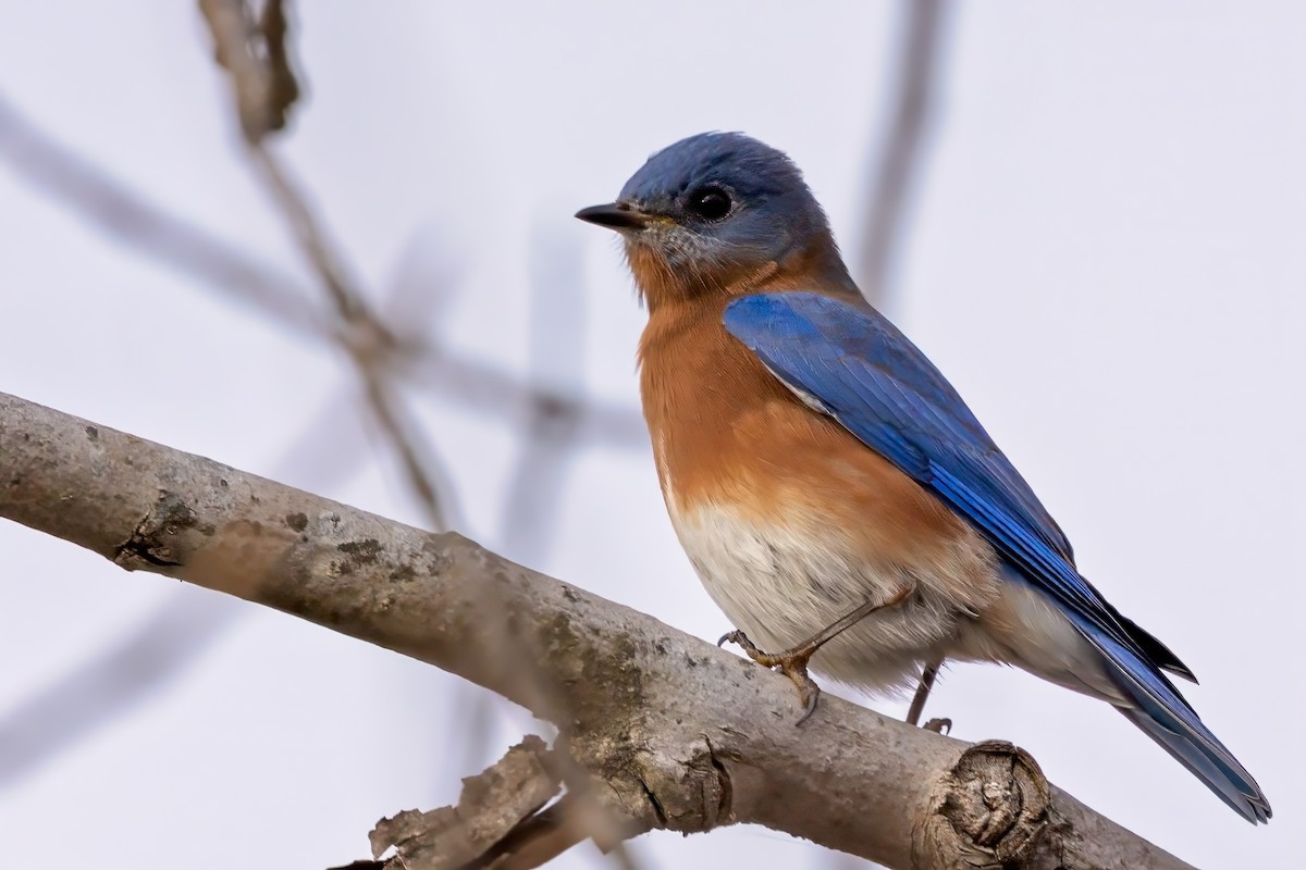 Eastern Bluebird - ML645751004