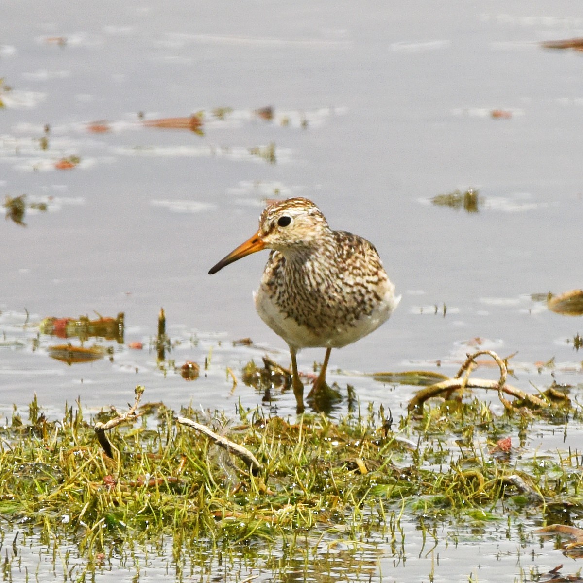 Дутыш - ML645751012