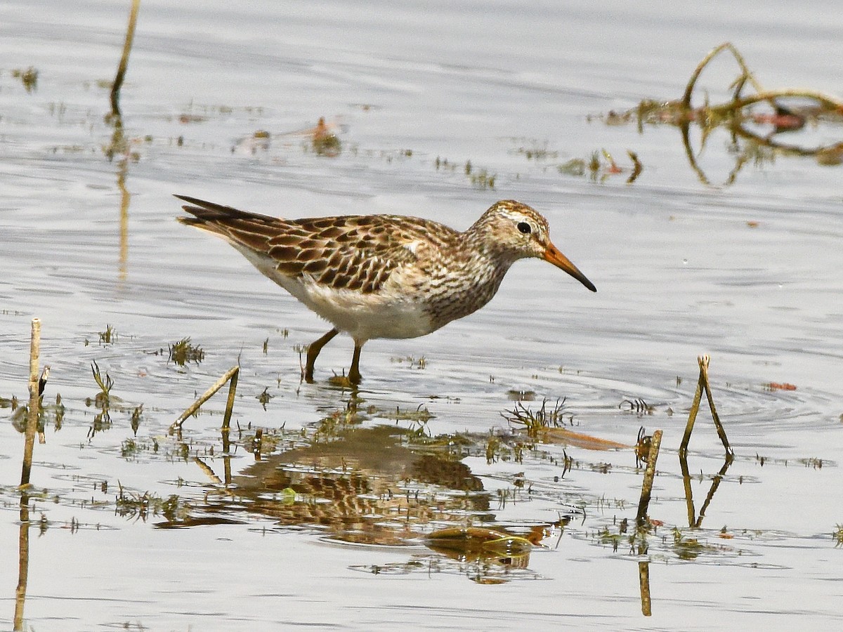 Дутыш - ML645751013