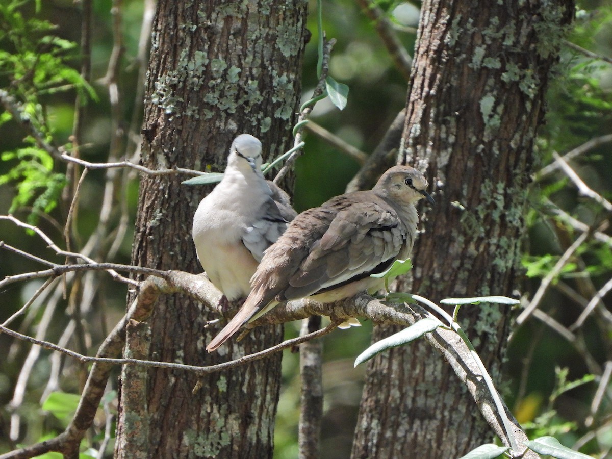 Picui Ground Dove - ML645751015