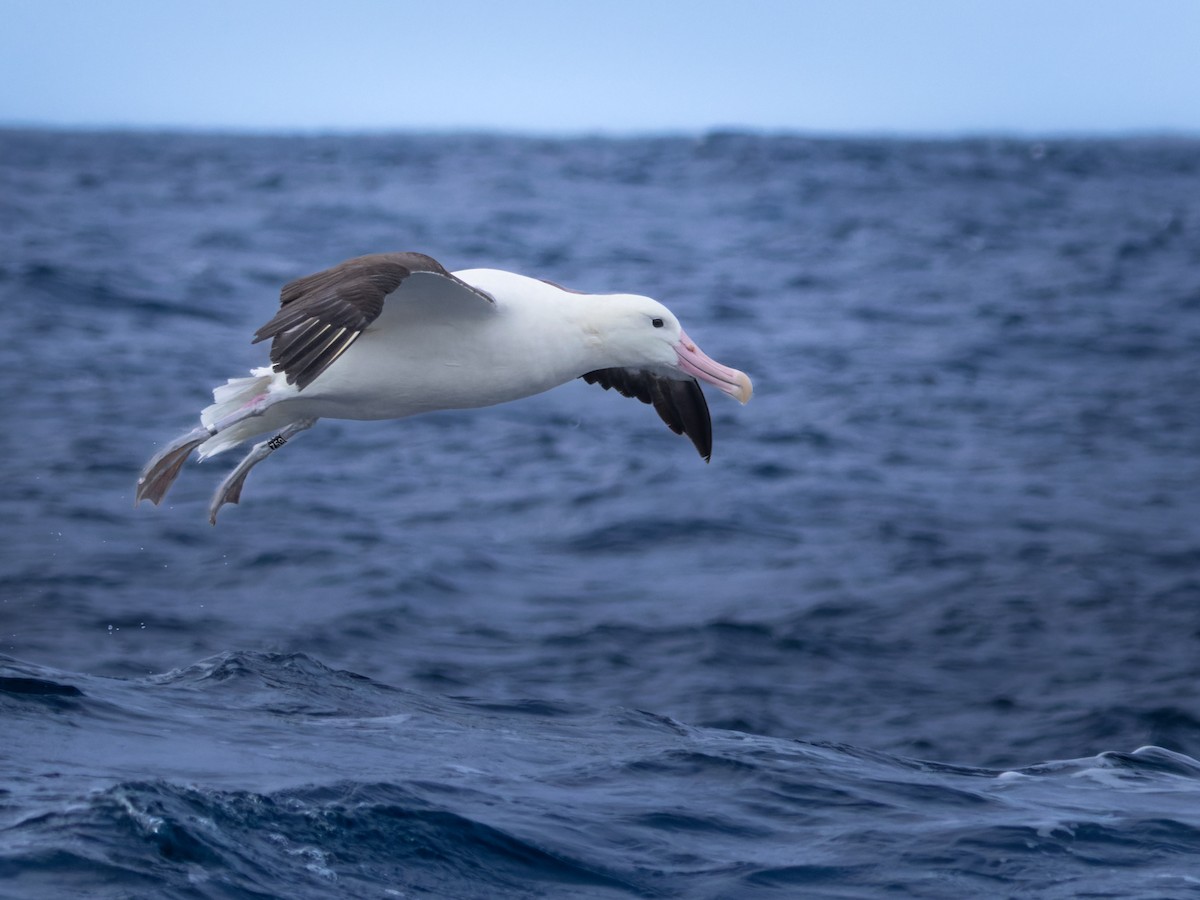 Northern Royal Albatross - ML645751022