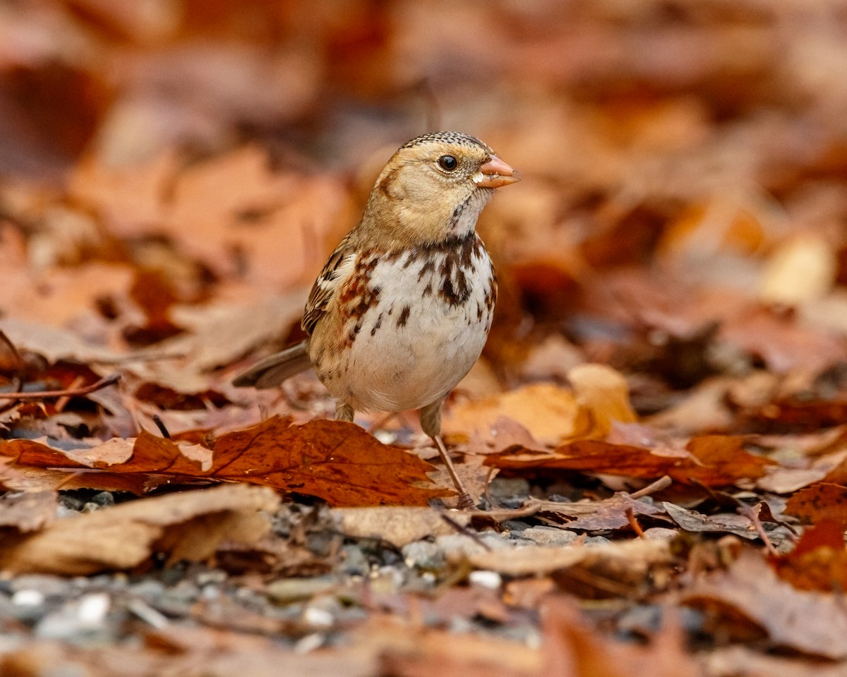 Harris's Sparrow - ML645751027