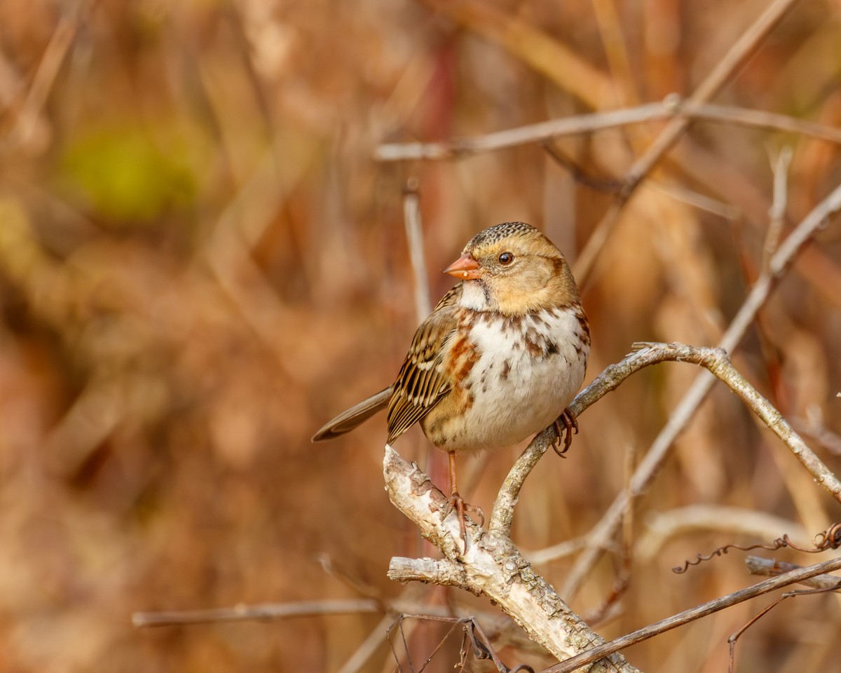 Harris's Sparrow - ML645751028