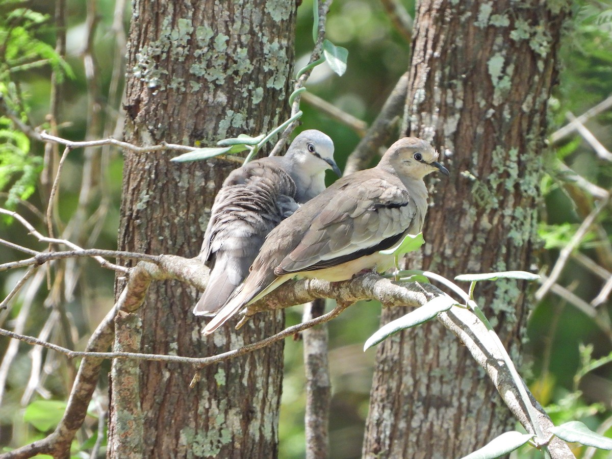 Picui Ground Dove - ML645751032