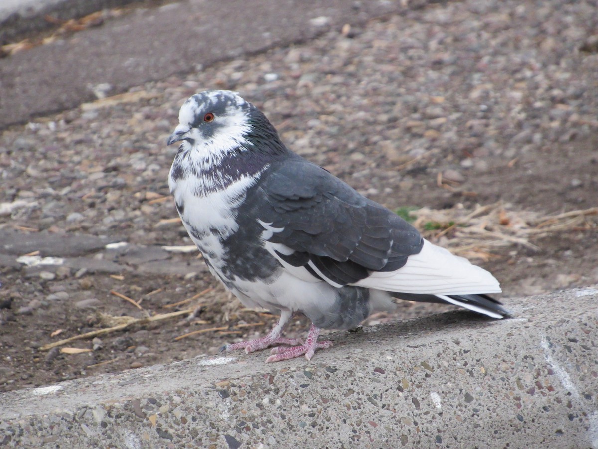 野鴿(野化) - ML645751052
