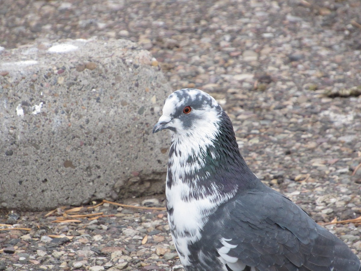 野鴿(野化) - ML645751053