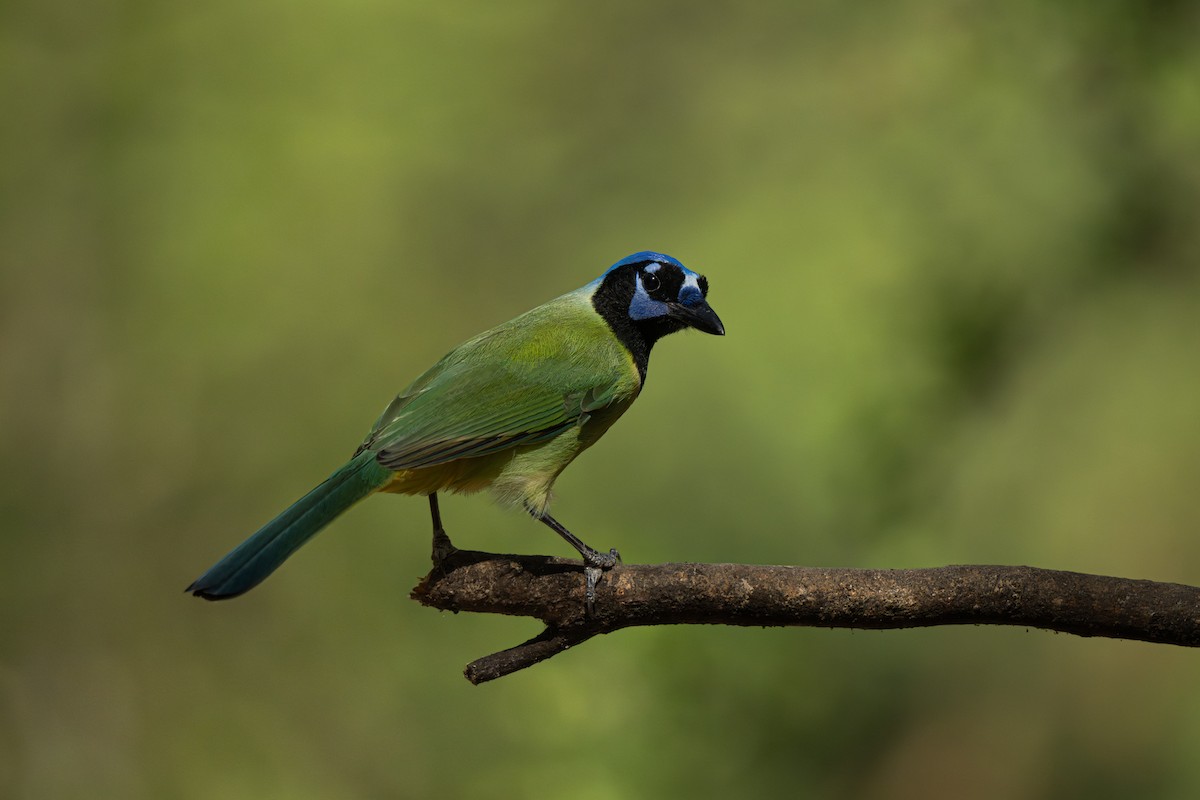 sojka zelenavá - ML645751068