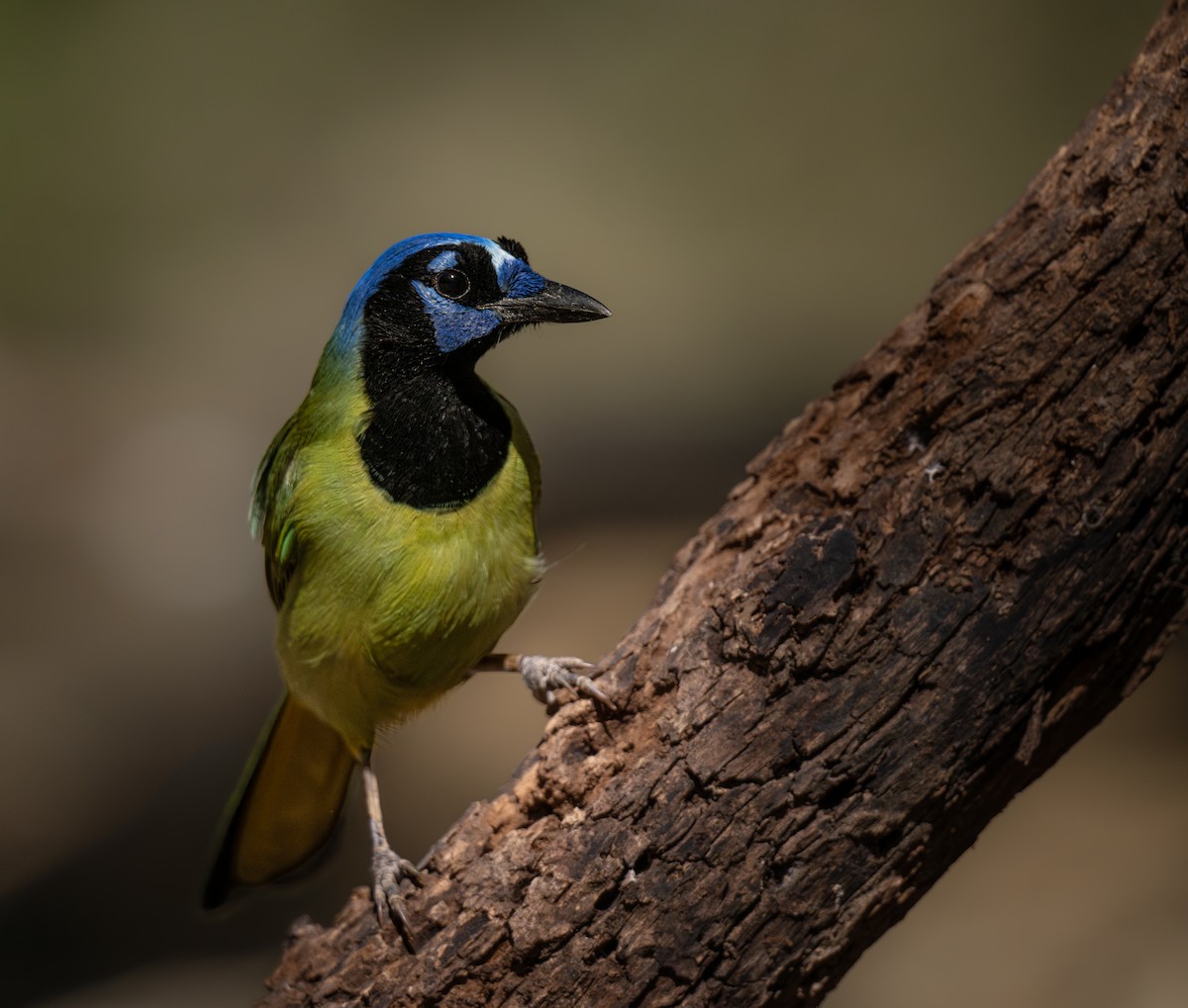 sojka zelenavá - ML645751069