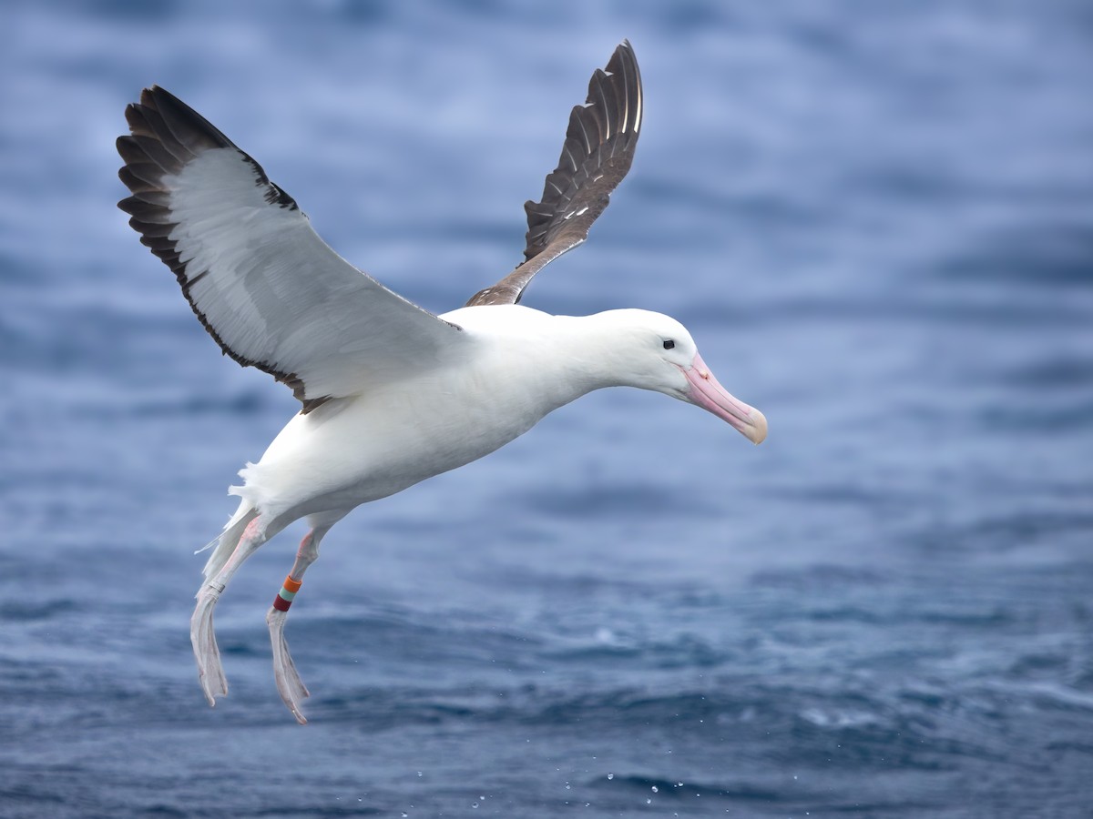 svartvingealbatross - ML645751070