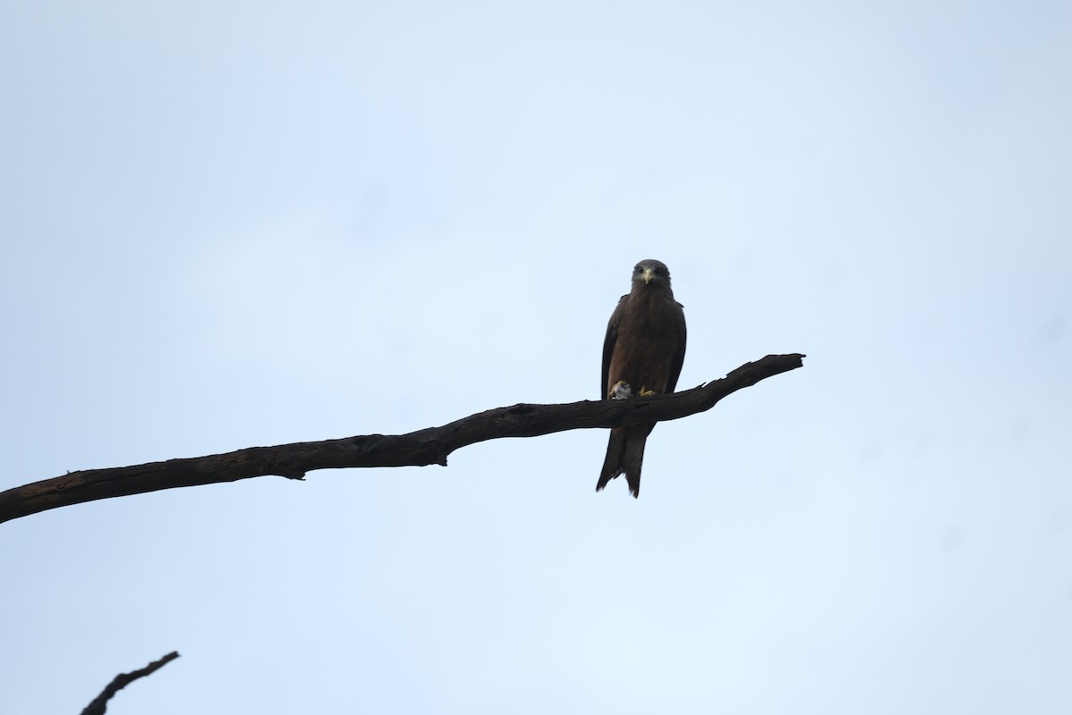 svartglente - ML645751073