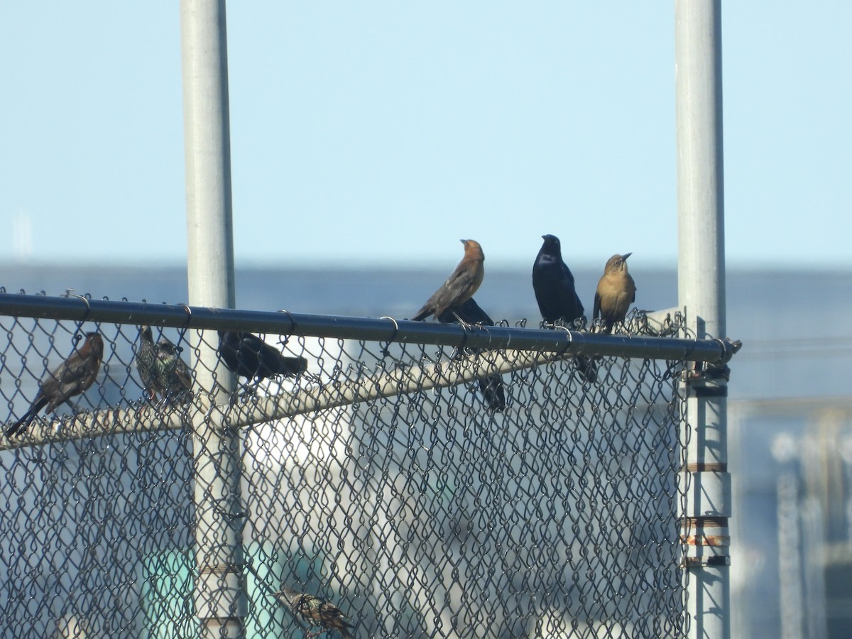 storstjerttrupial - ML645751075