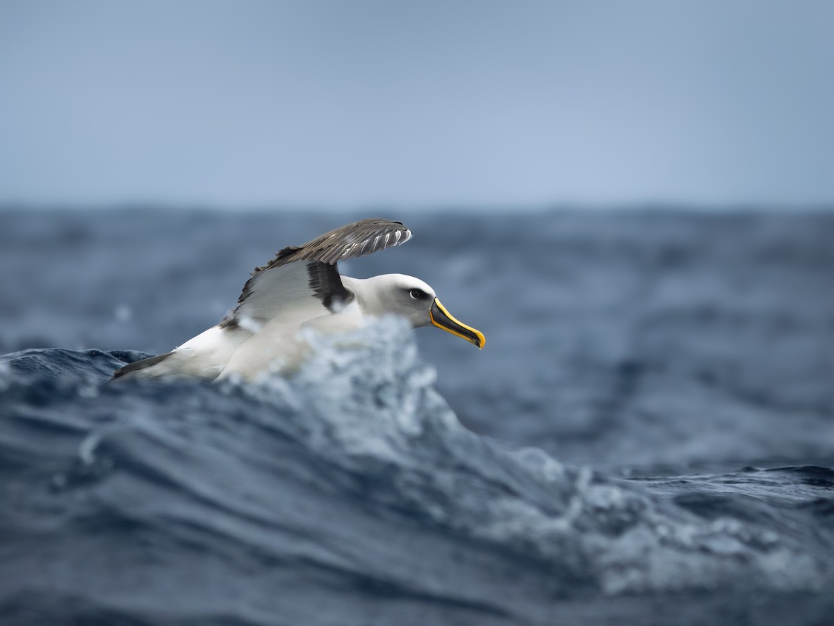 hvitpannealbatross - ML645751076