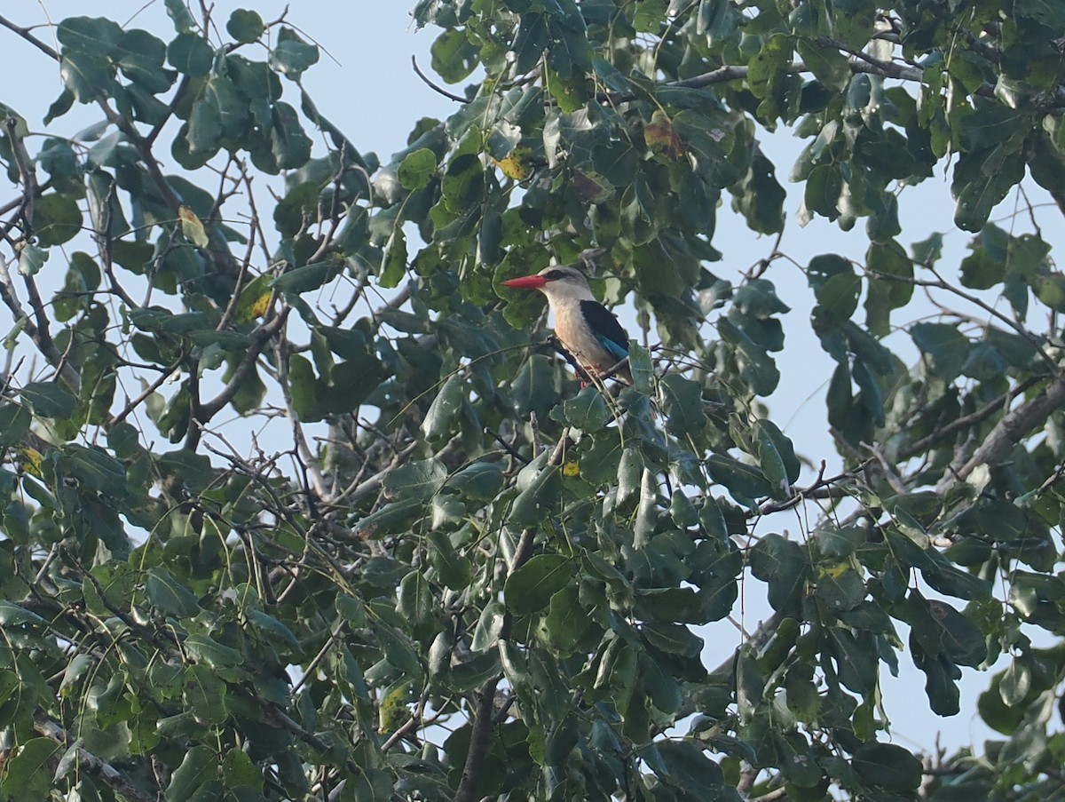 brunhodeisfugl - ML645751088