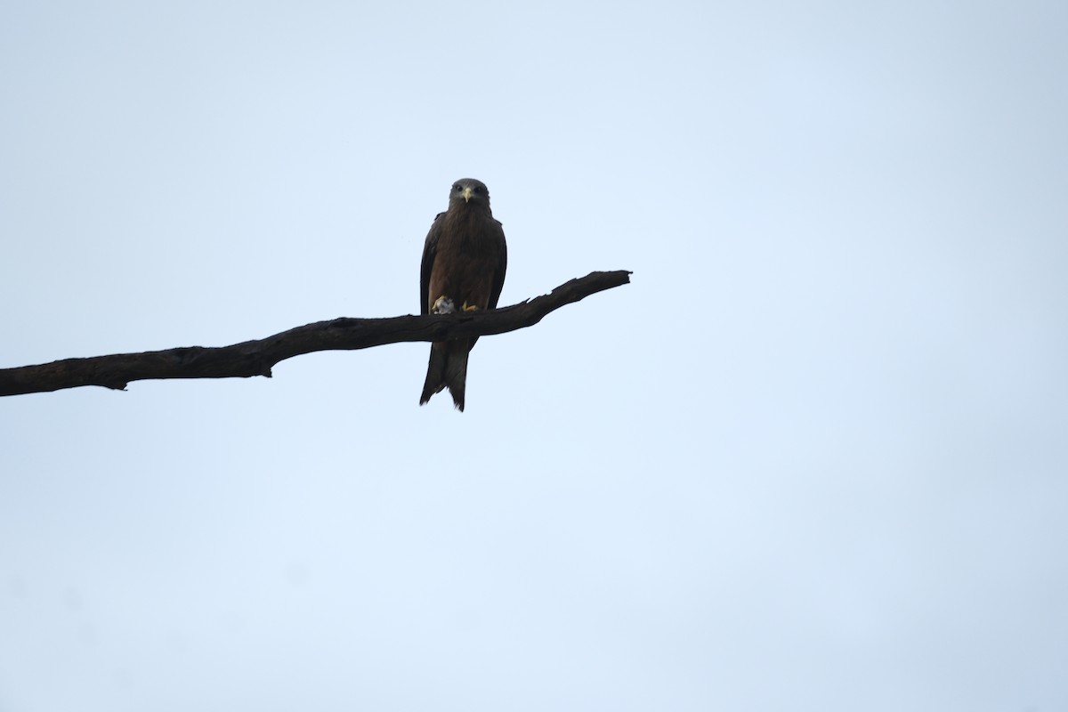 svartglente - ML645751089