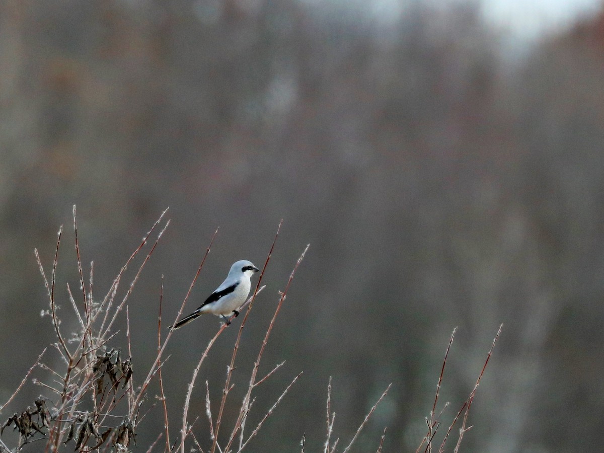 borealvarsler - ML645751090