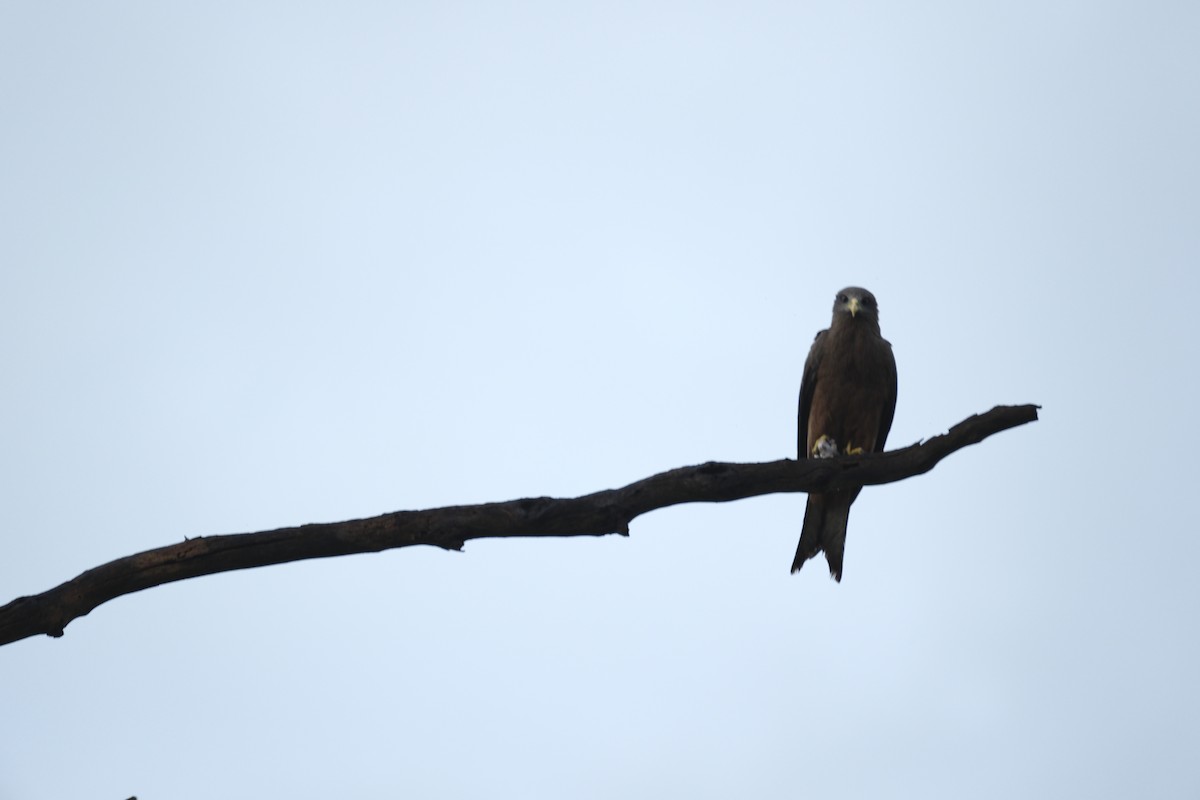 svartglente - ML645751092