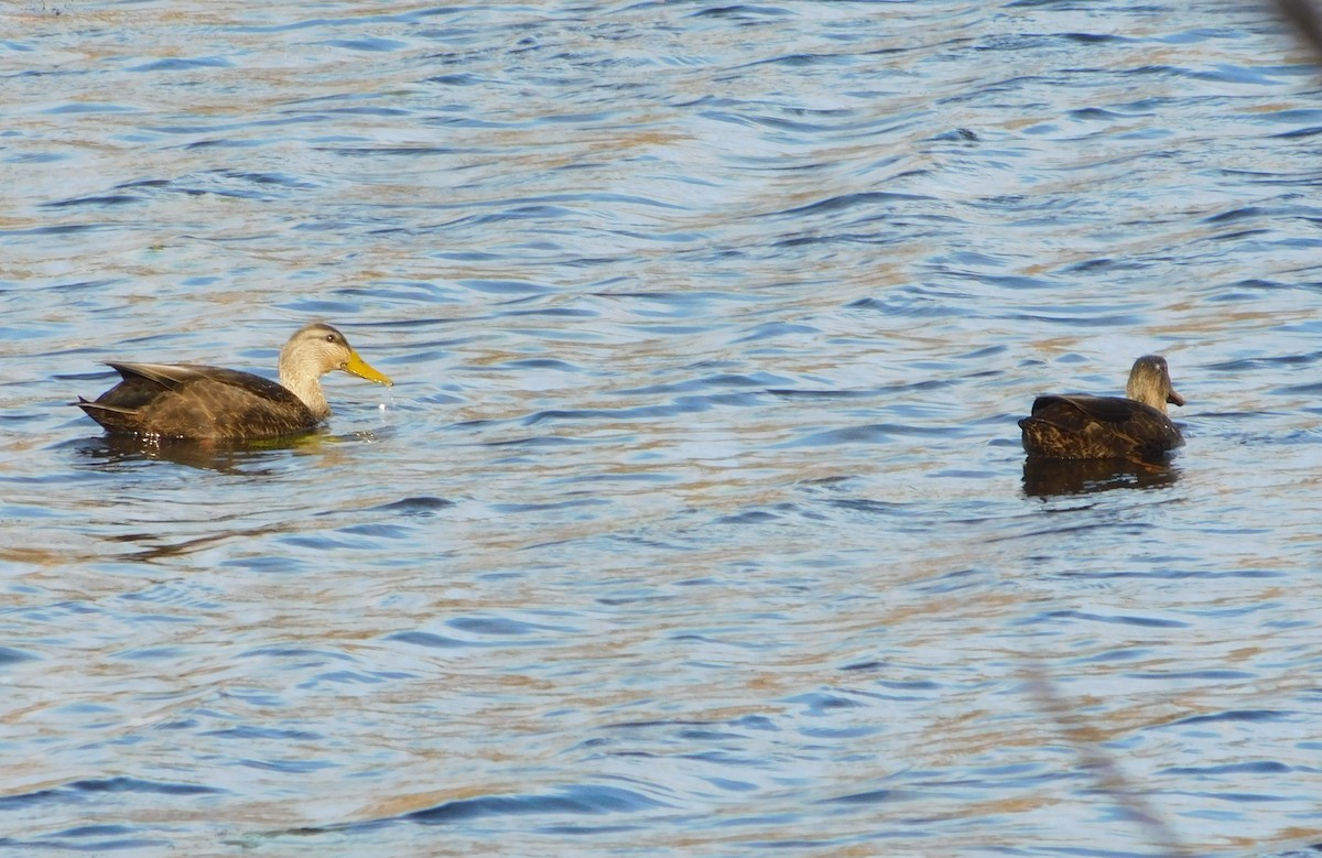 rødfotand - ML645751093