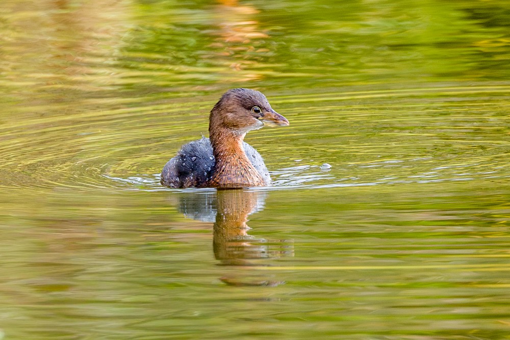 ringnebbdykker - ML645751094