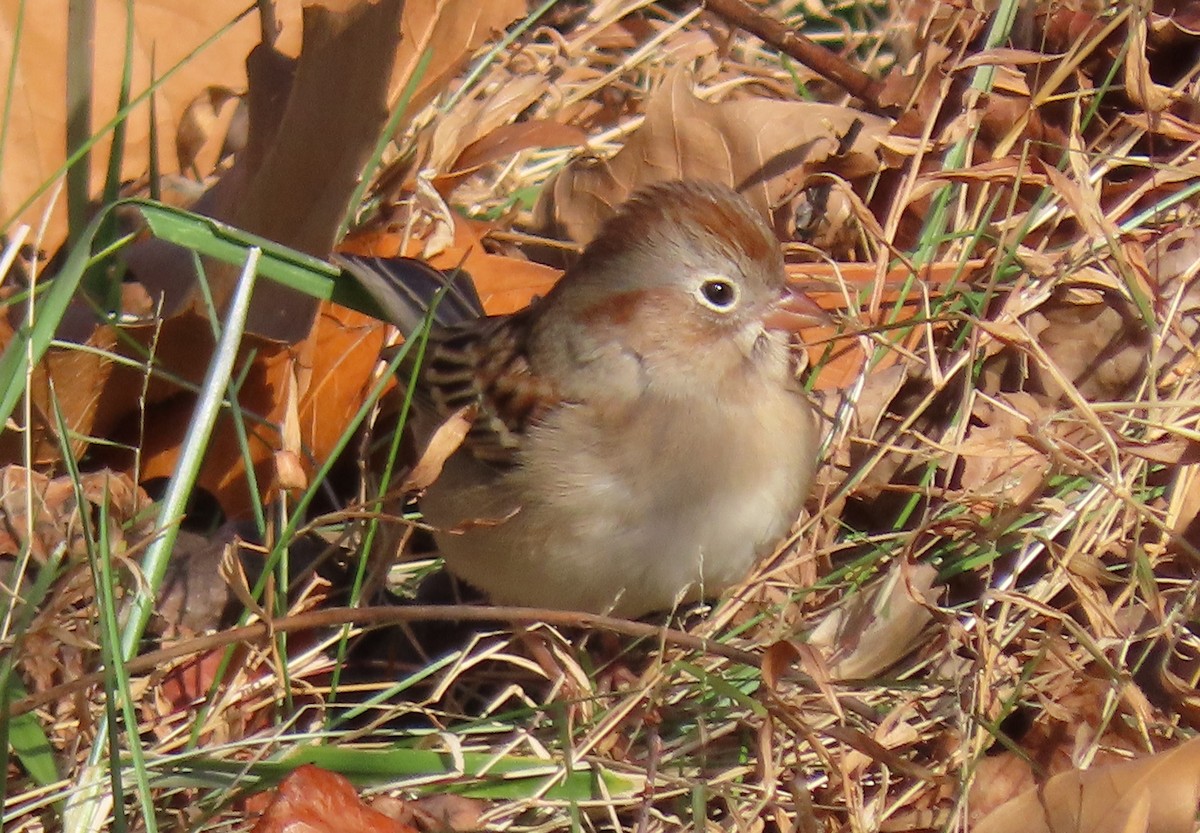 markspurv - ML645751095