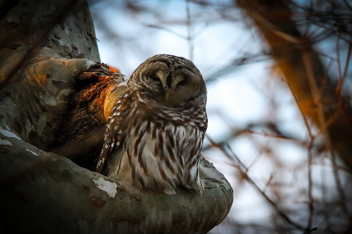 høvdingugle - ML645751096