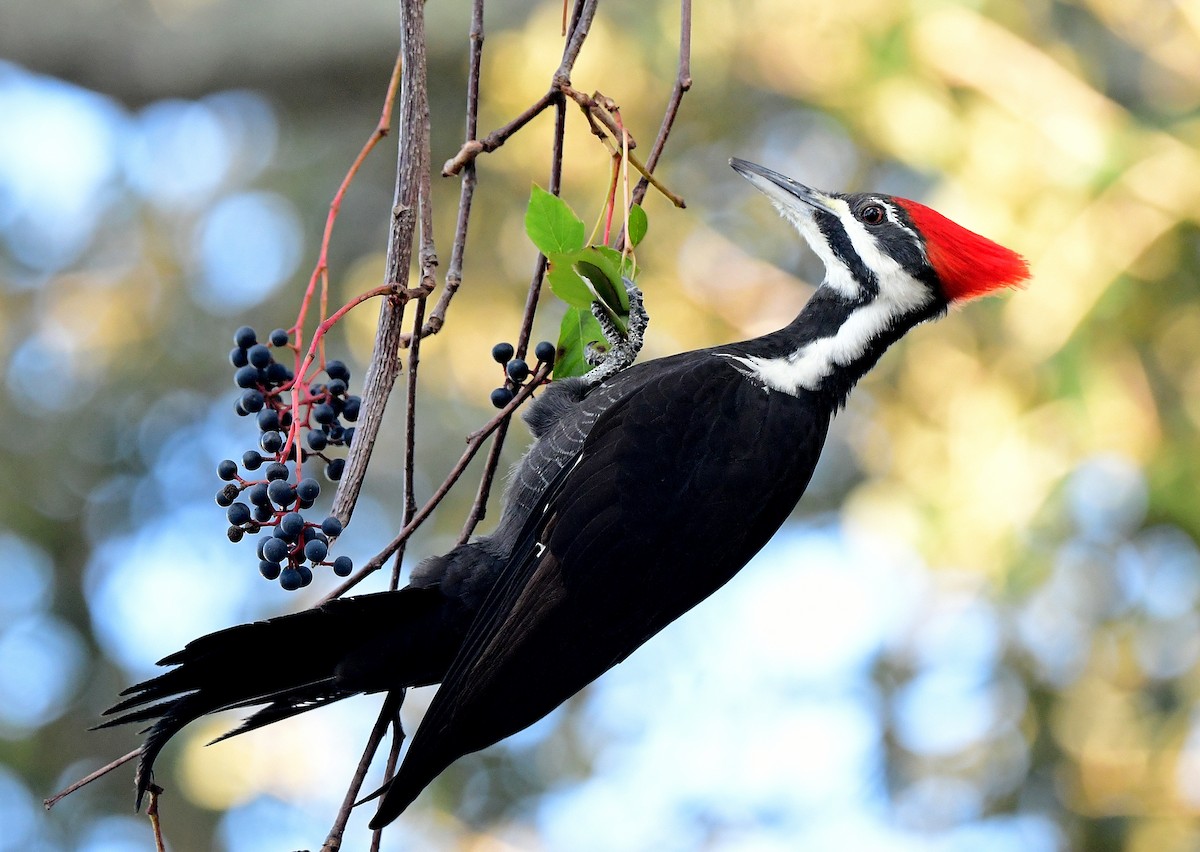 hvitbrynsvartspett - ML645751101