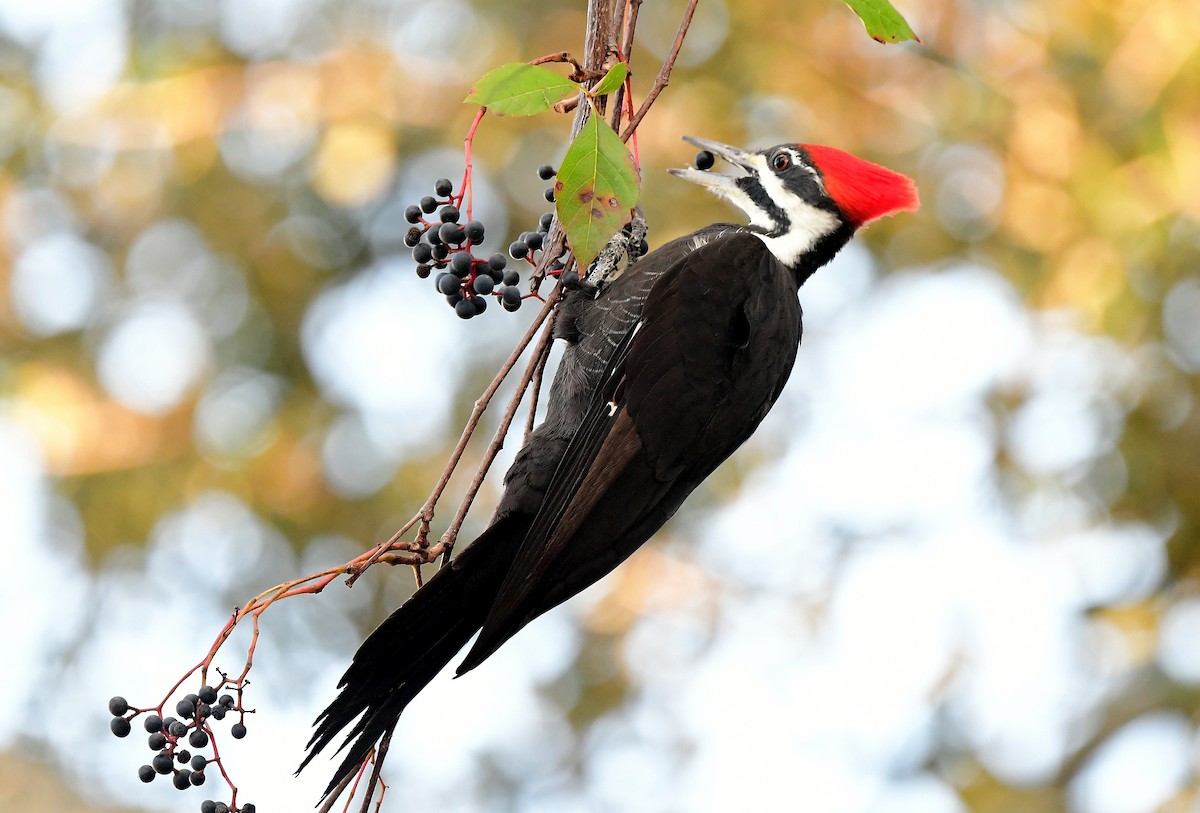 hvitbrynsvartspett - ML645751102