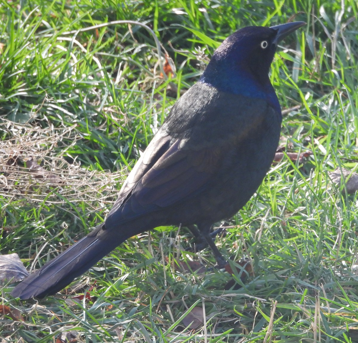 glanstrupial - ML645751103