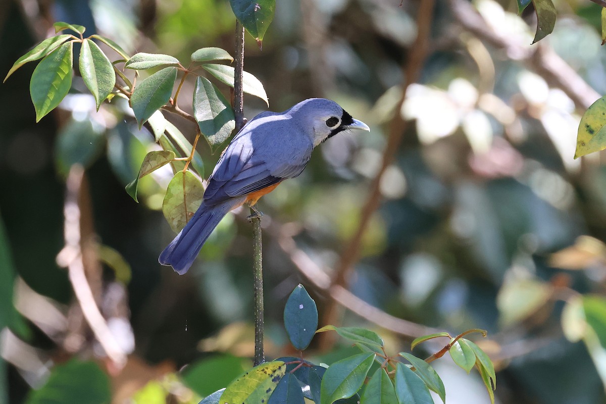 svartmaskemonark - ML645751105