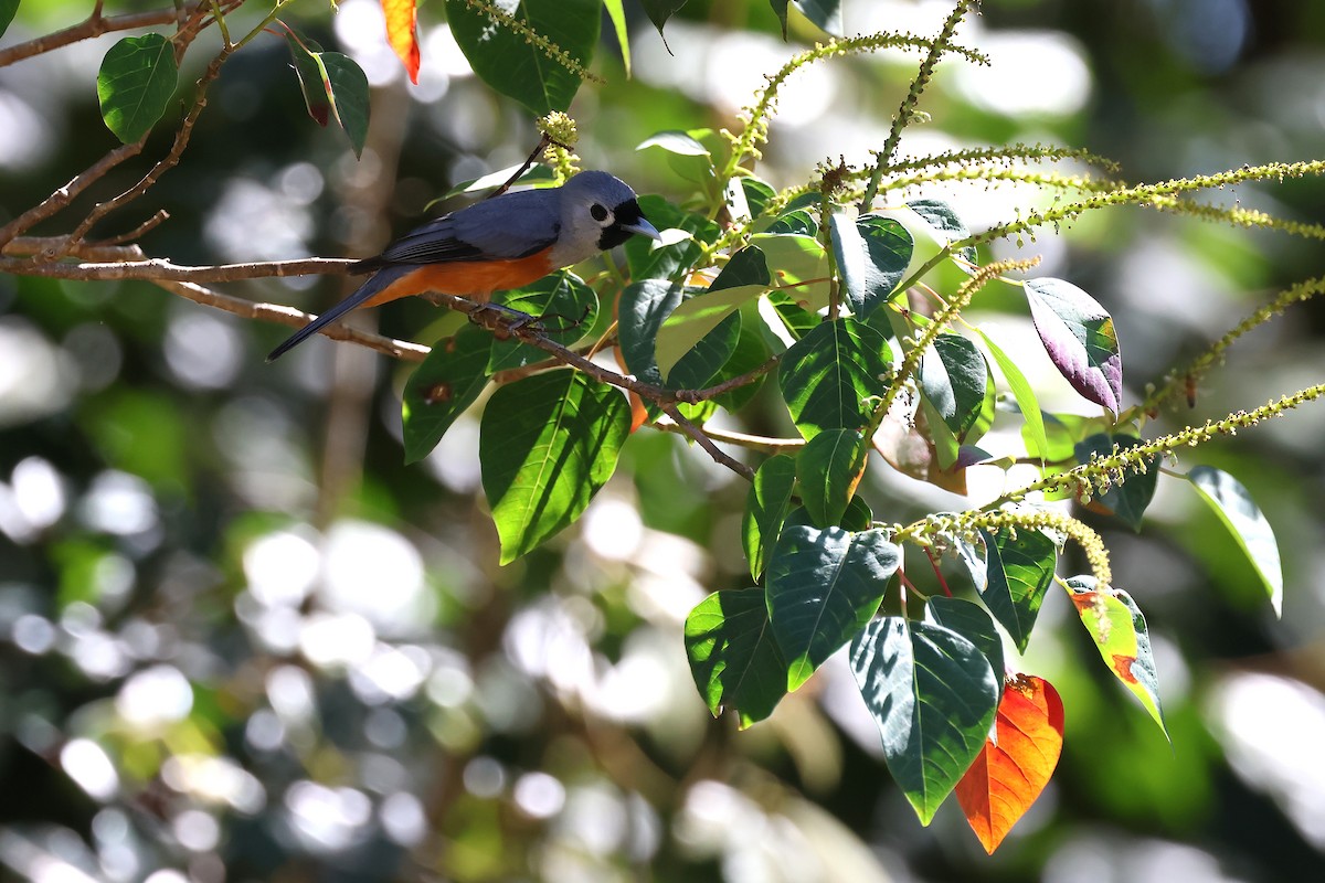 Black-faced Monarch - ML645751107