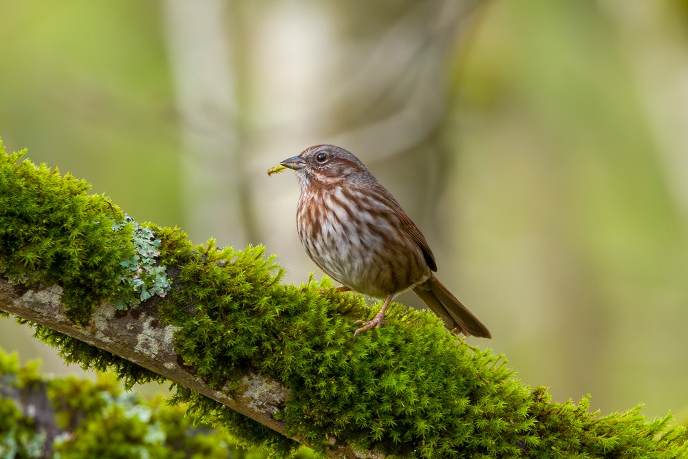 sangspurv - ML645751108