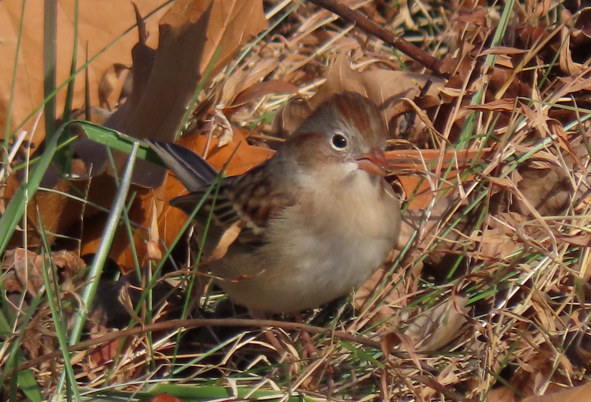 markspurv - ML645751110