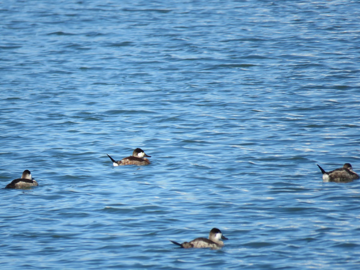 kobberand - ML645751111