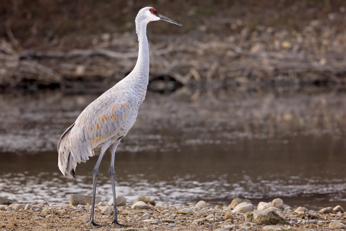 kanadatrane - ML645751112