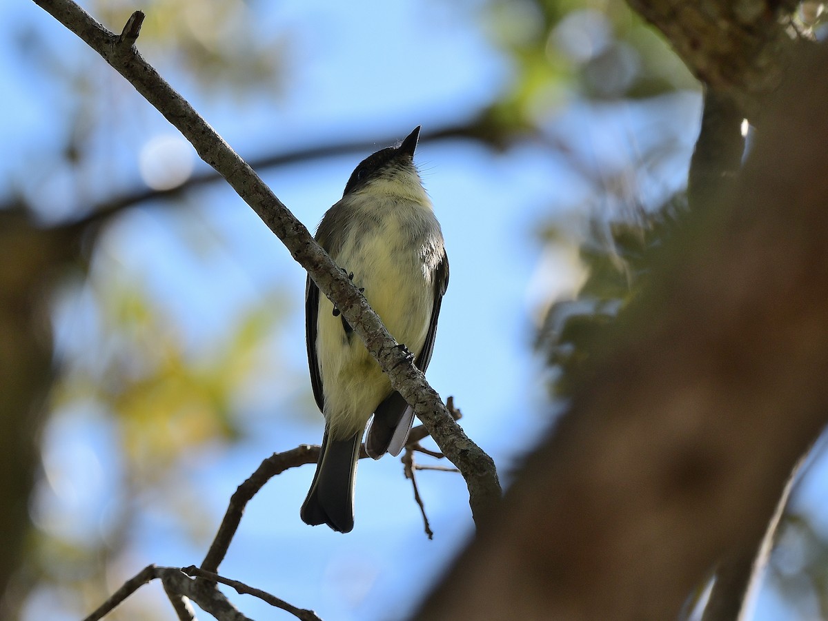 gråfibi - ML645751113