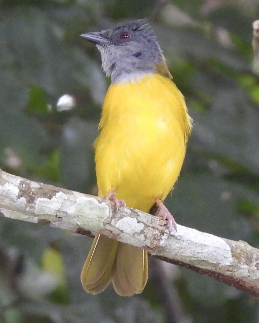 gråhodetanagar - ML645751115