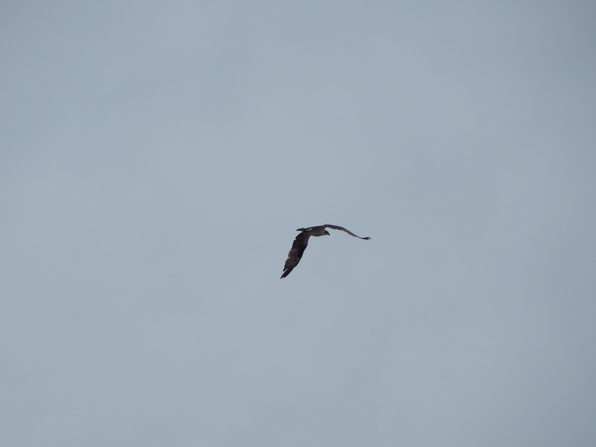 fiskeørn (carolinensis) - ML645751117