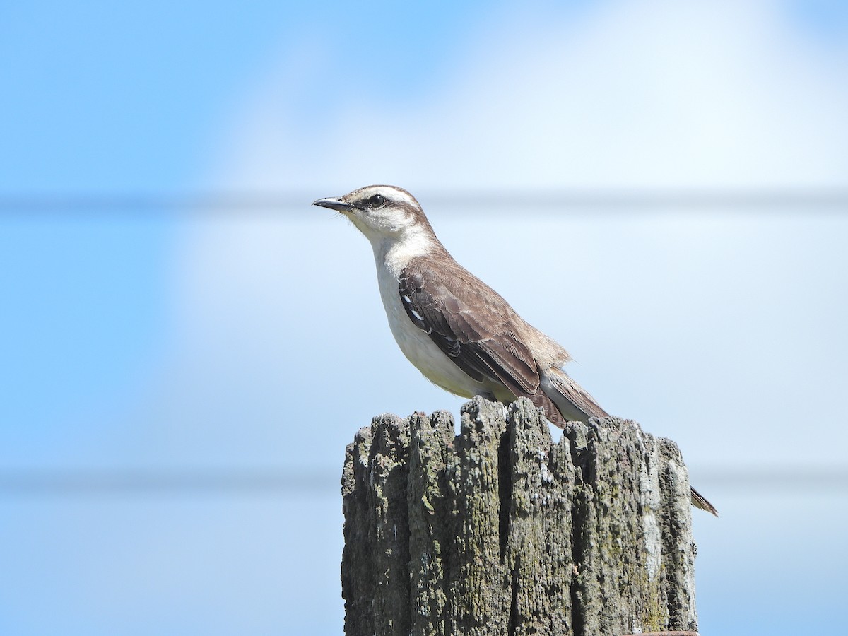 langbrynspottefugl - ML645751118