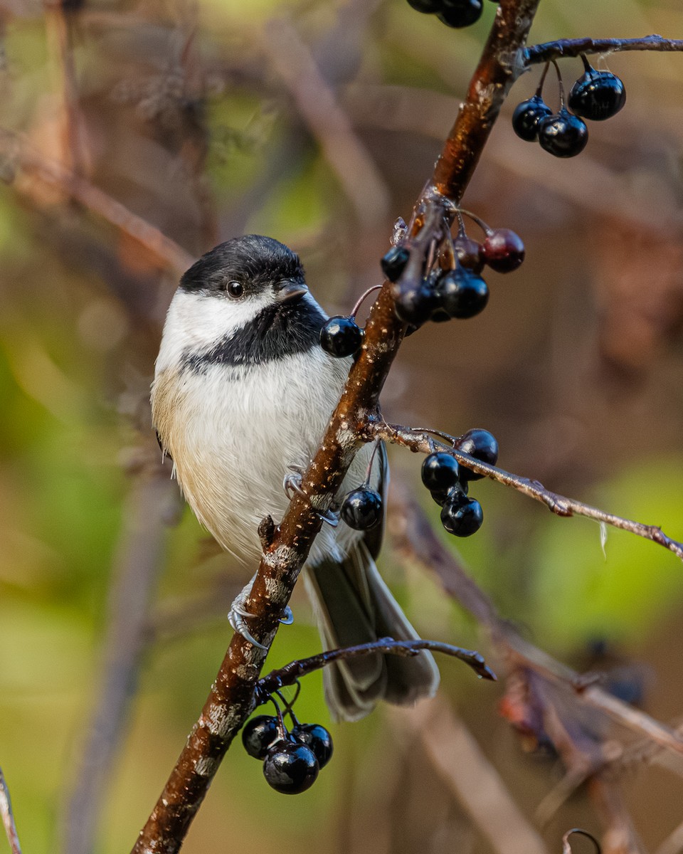 amerikameis - ML645751119