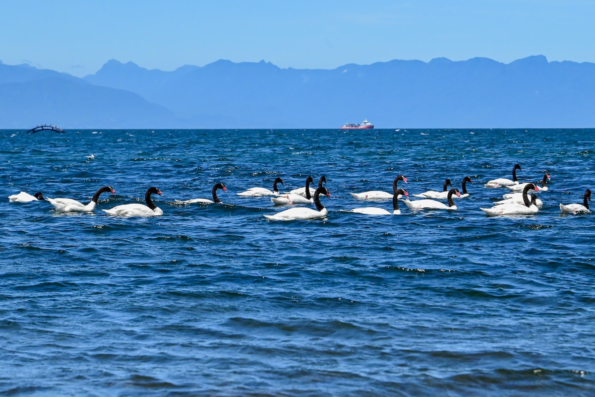 svarthalssvane - ML645751121