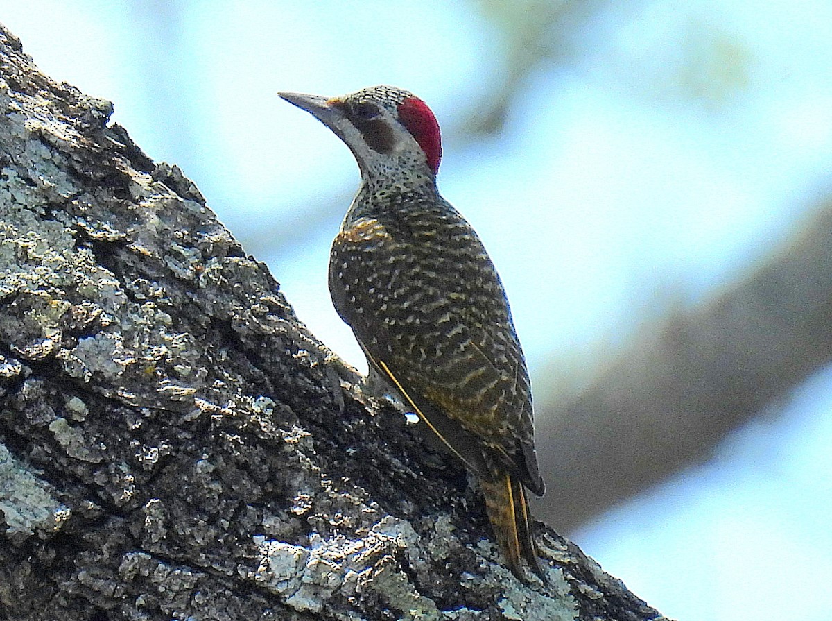 savannespett - ML645751122