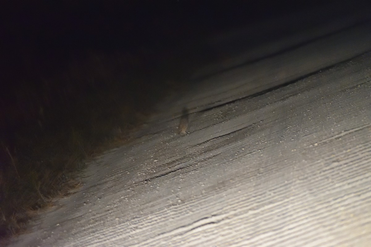 Burrowing Owl - ML645751123