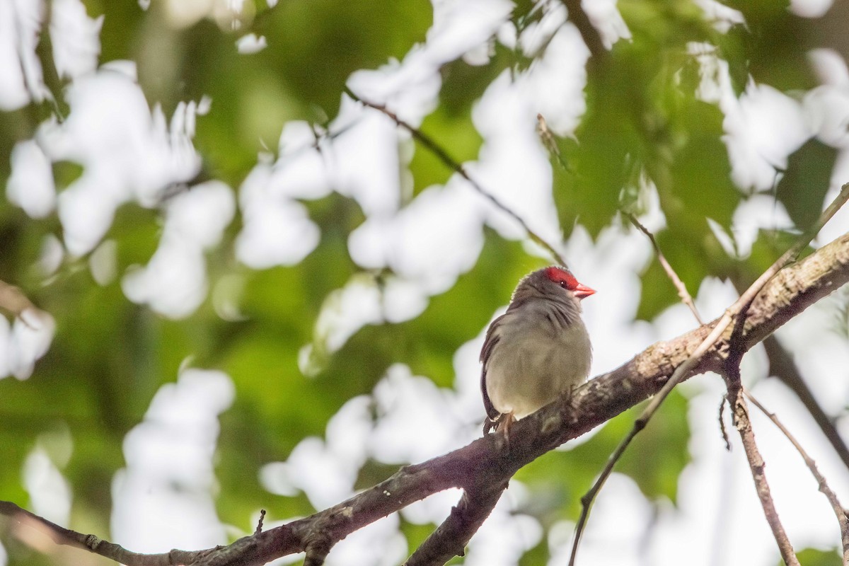 Red-browed Firetail - ML645751124