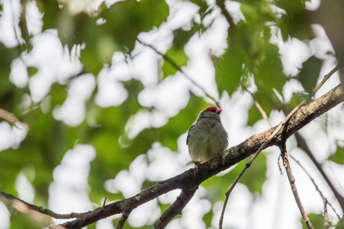 rødbrynastrild - ML645751125